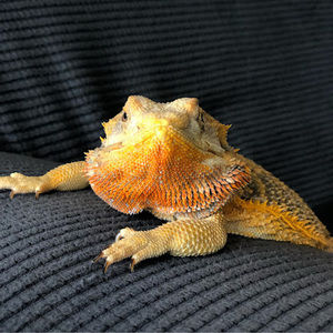 Meet your Posher, Caitlyn